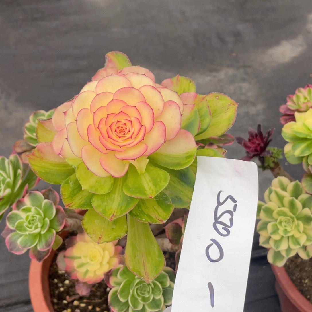 紫砂茶杯至***奴5500个哥哥哈哈哈哈锦