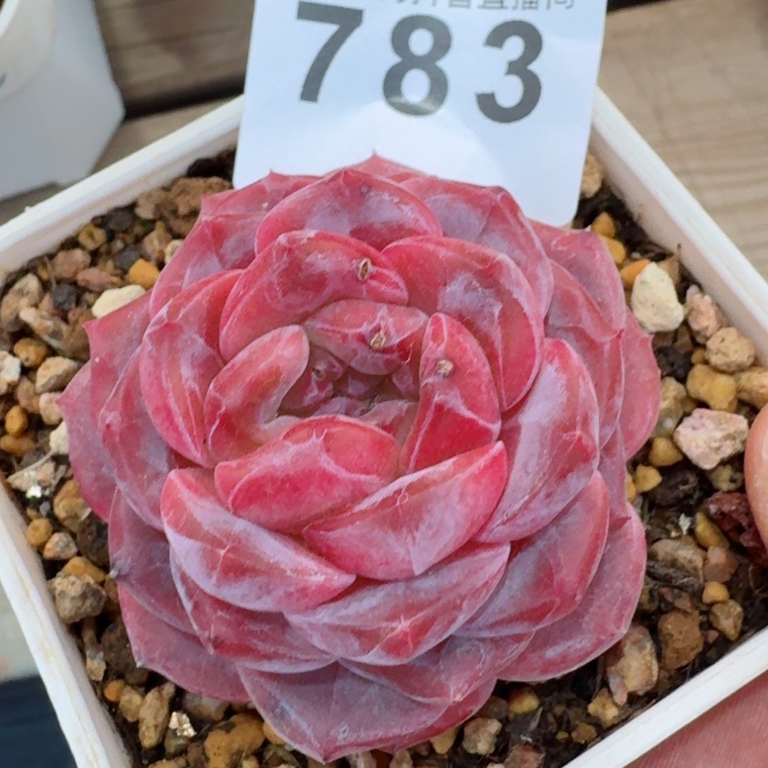 紫魄         精品多肉