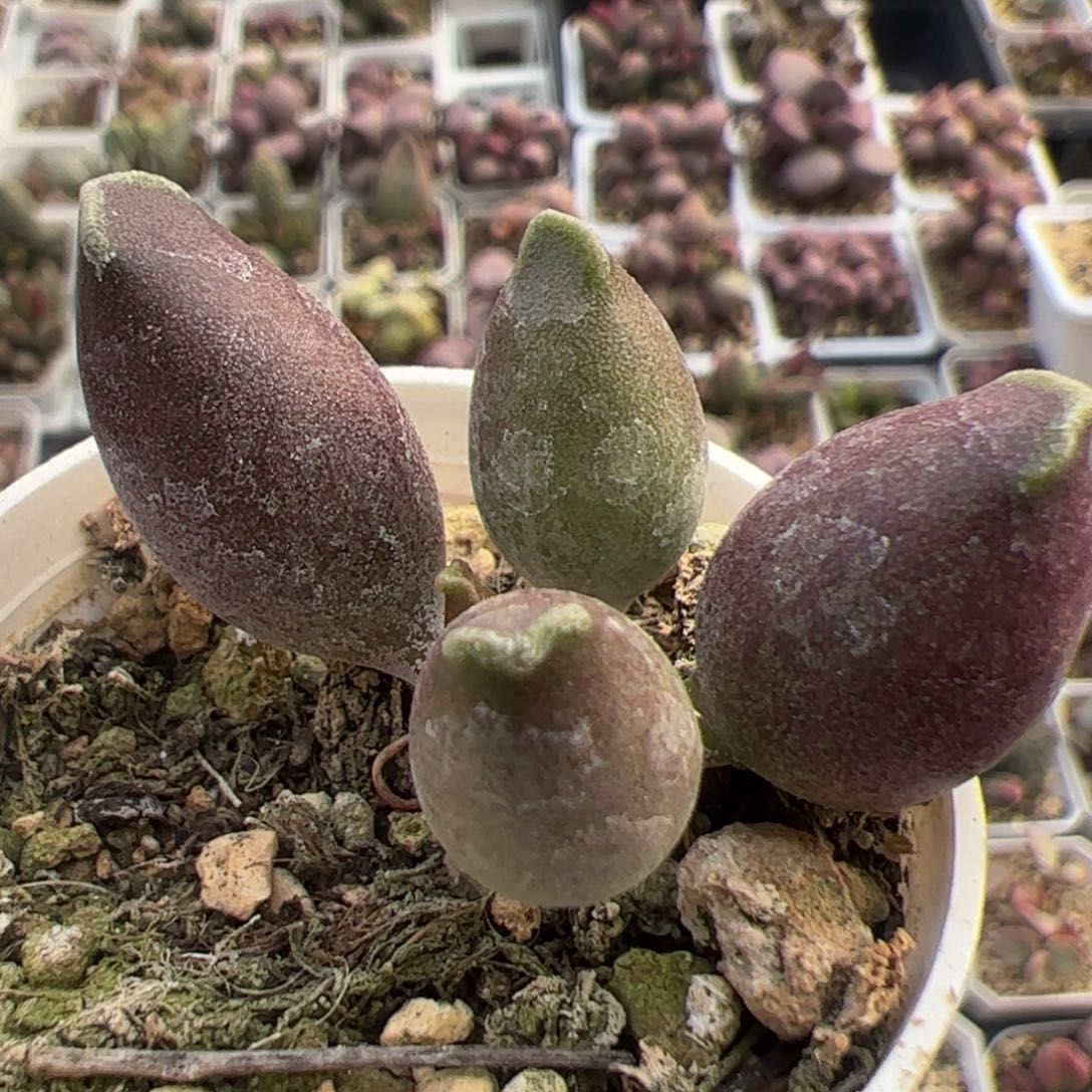 全紫海豹单头桩多肉植物水泡