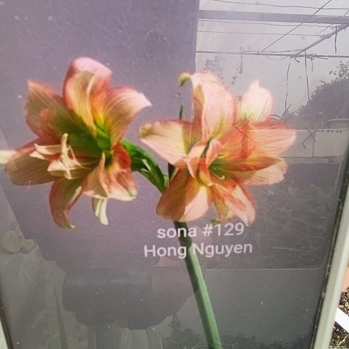 S孤挺花园 sona129 2.8cm