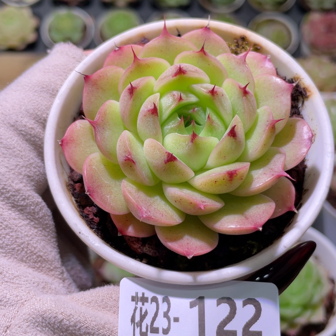 花利美23-122海王