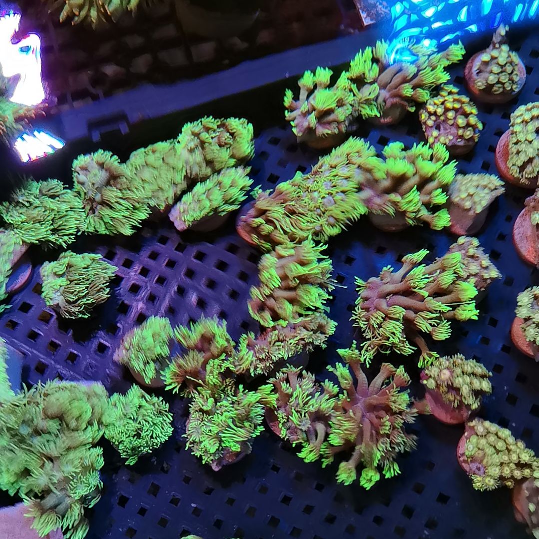 纽扣珊瑚宝石花三盘99