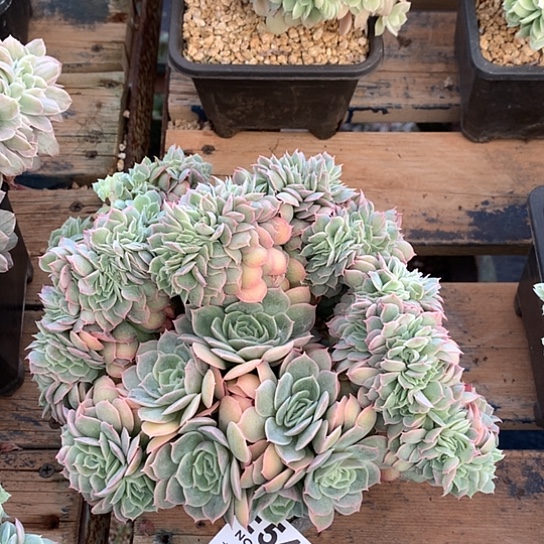 昂斯诺缀化542 退款拉黑需要延时发货