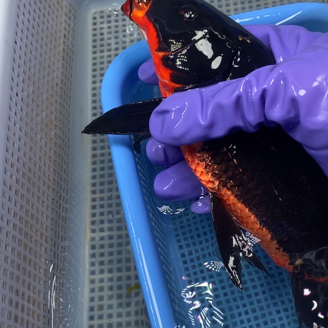 锦鲤冷水锦鲤包邮