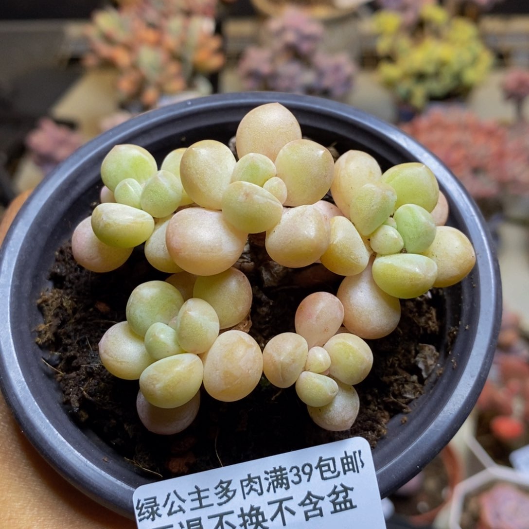 500萤火虫多肉6cm