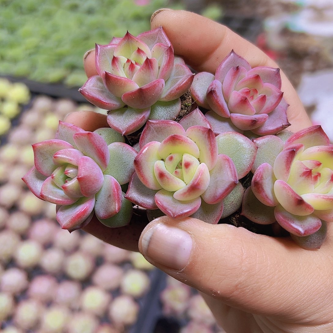 夜魔侠苗5个19包邮