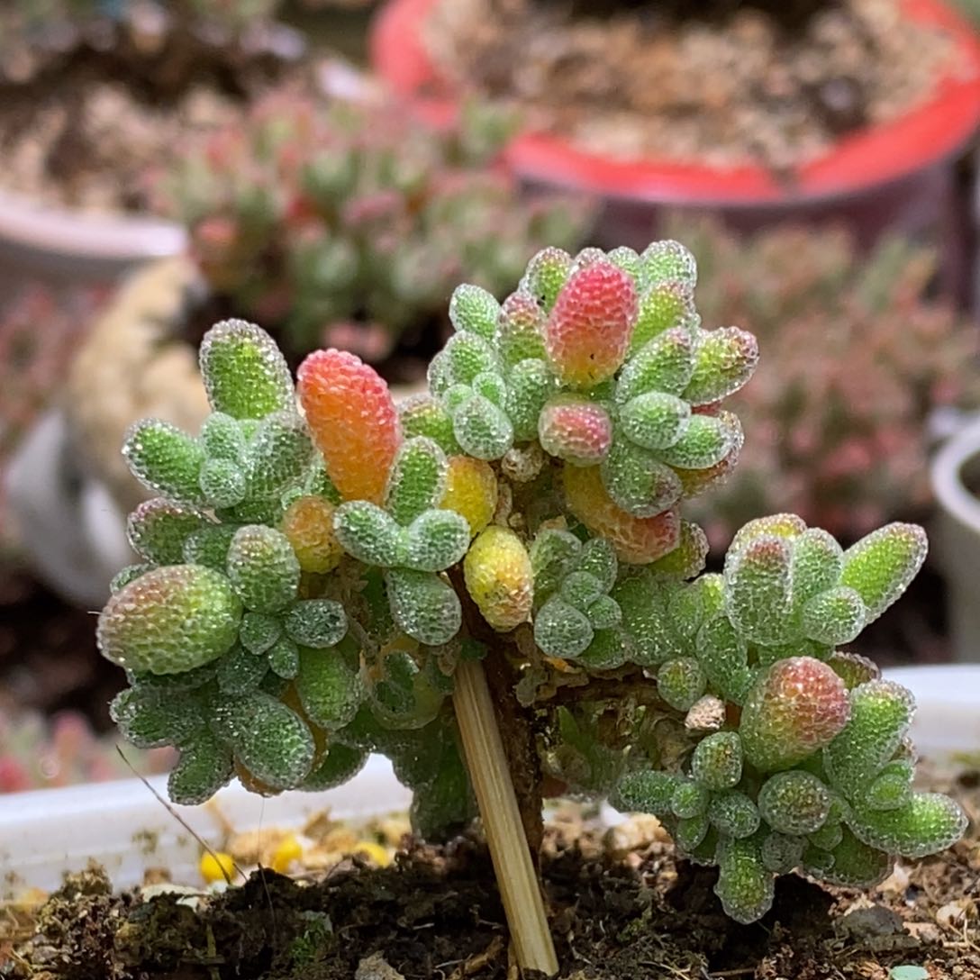 冰晶杂枝干番杏A346