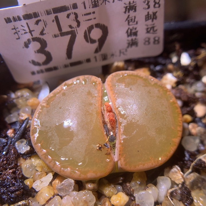 精品生石花213.379