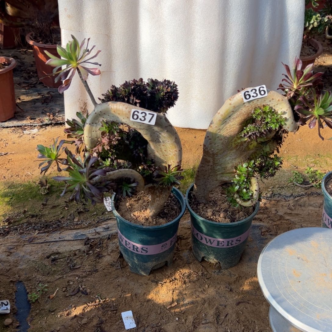 伤多两颗海马636.637