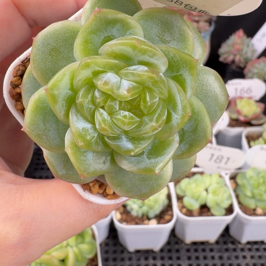 花30珍妮单头175号