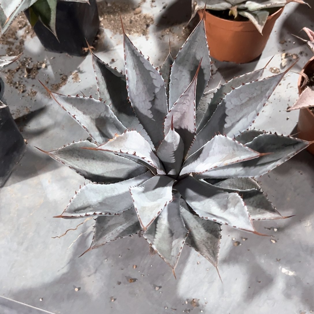 须**雪龙舌兰血雨杂交40