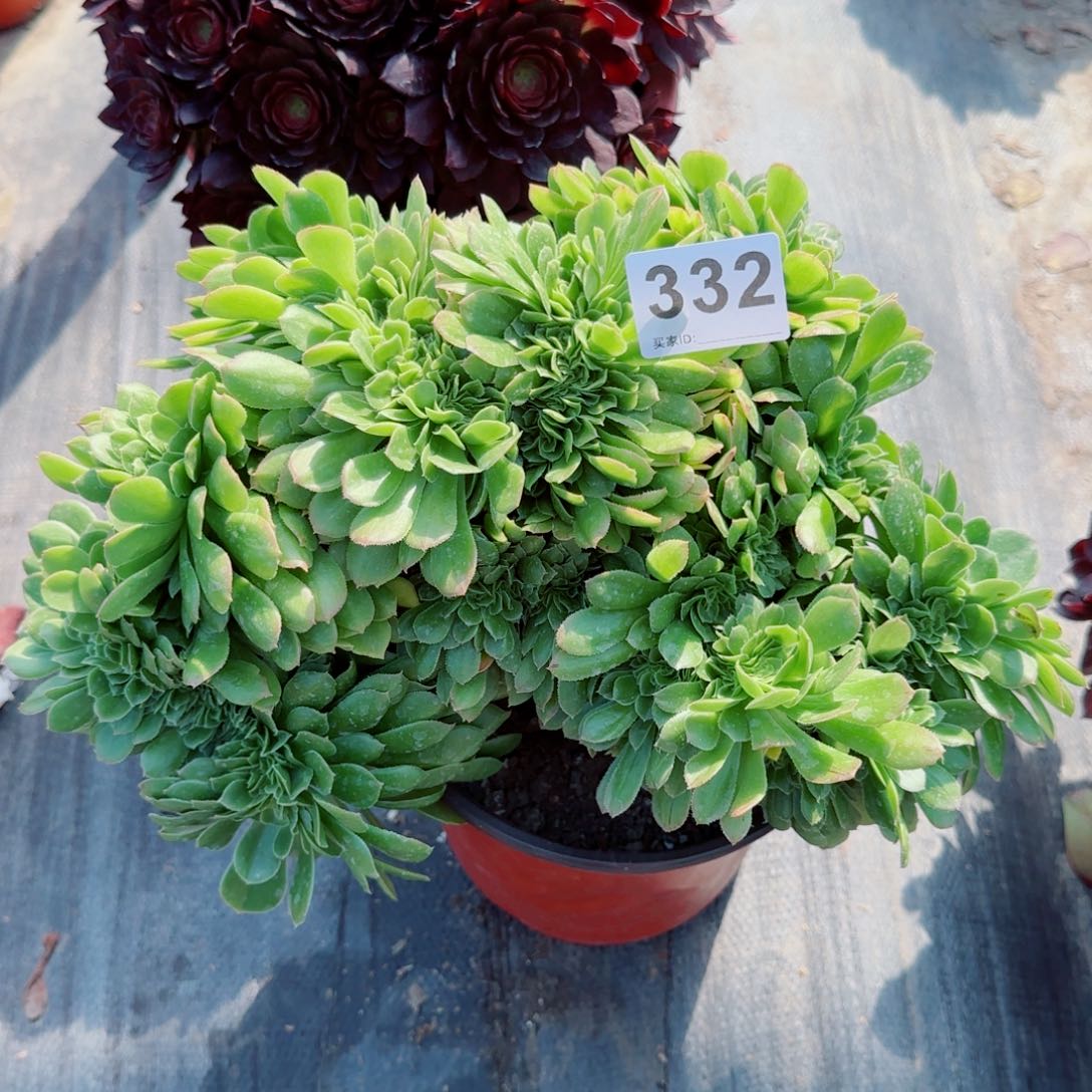 332整板缀羊绒缀