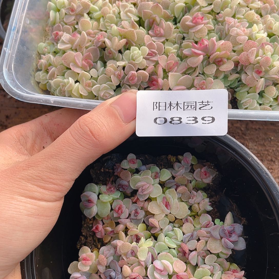 中***界多肉植物多肉植物839