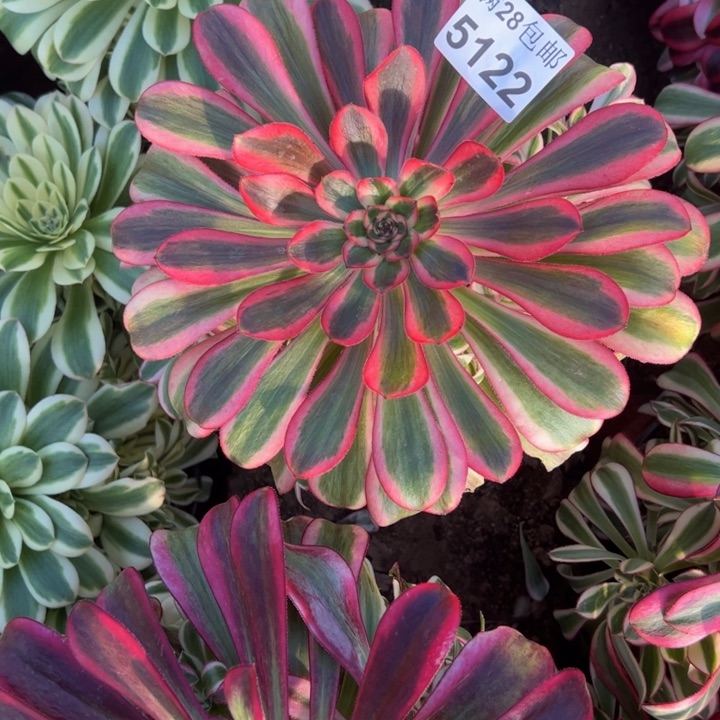 5122南初恋多肉植物