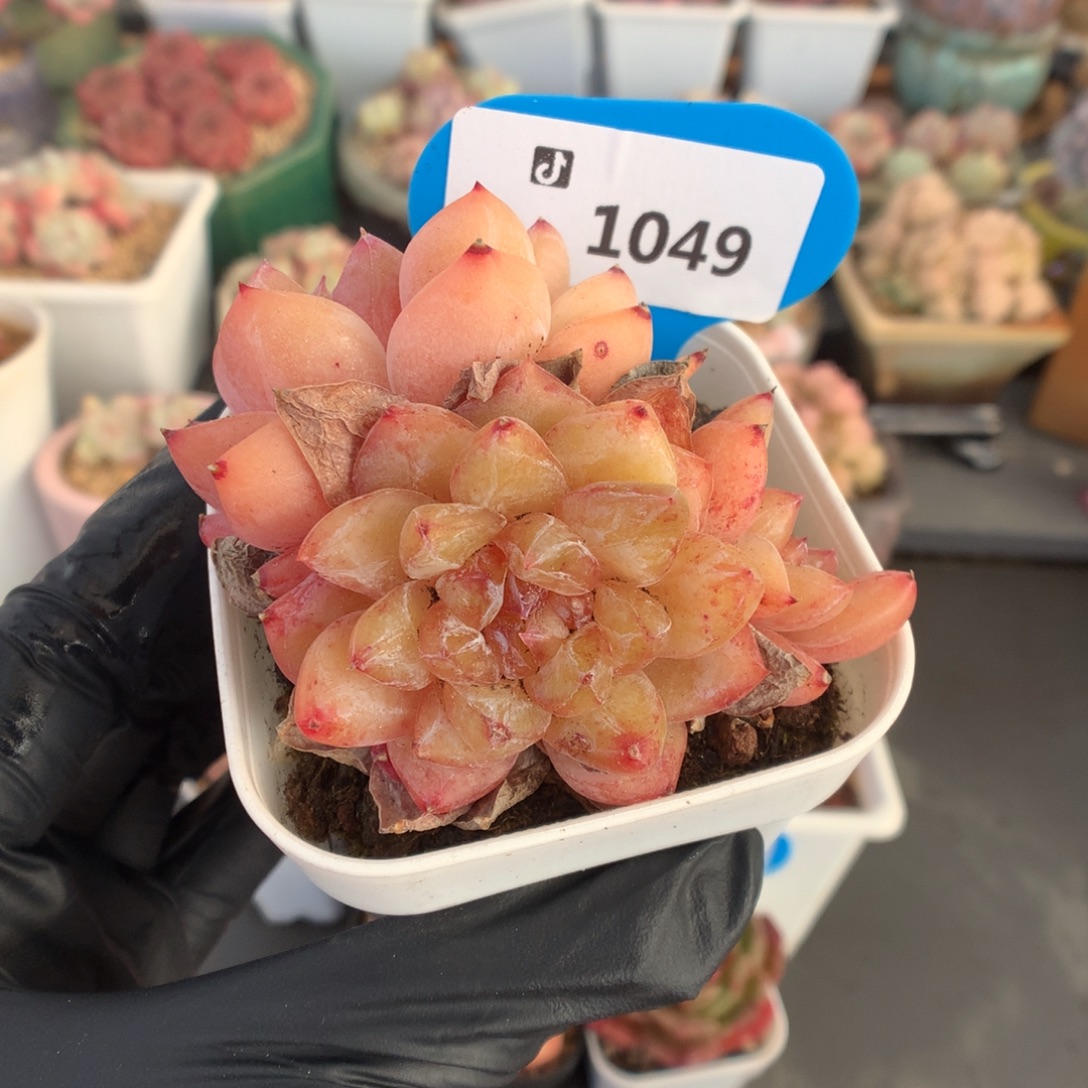 1049 钻石珍妮石化