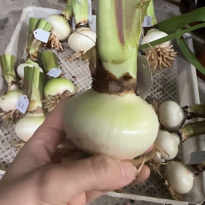 紫金6.5cm，裸球发货