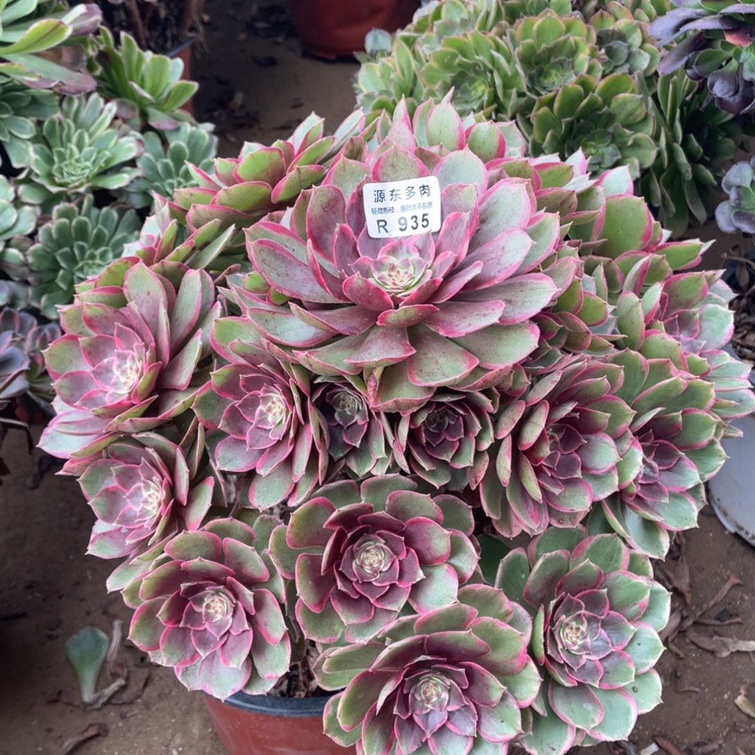 935粉花妖多肉法师断枝不包