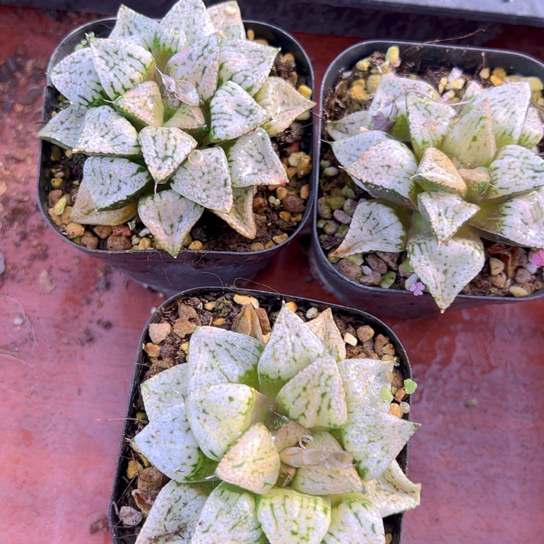 潘多拉魔盒多肉多肉一颗