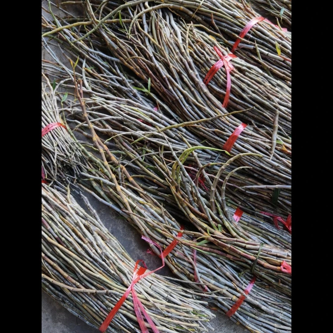 千家道明普洱茶通用链接（铁皮石斛盆栽花1000克）