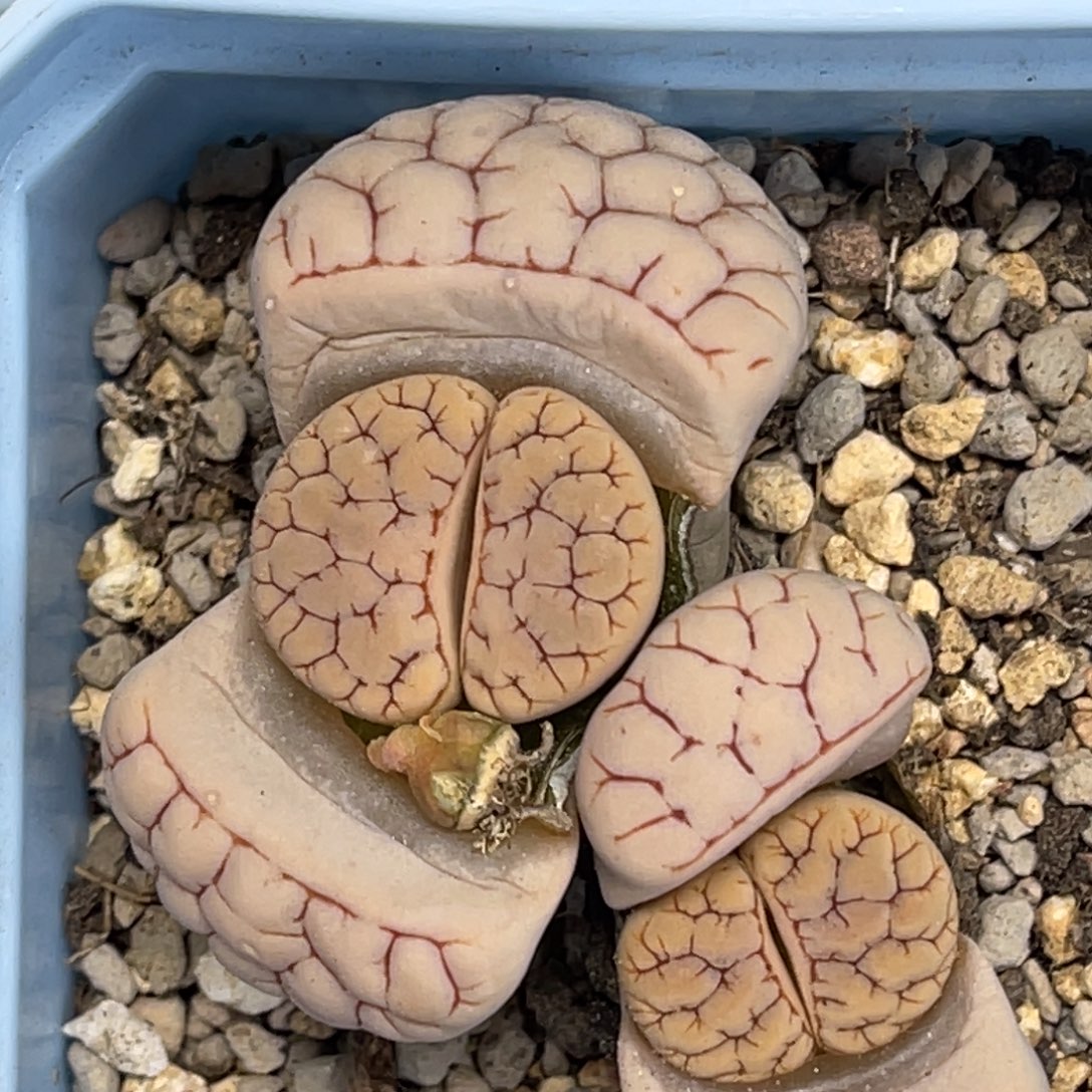 1245白粉皮双头红纹凹凸连纹189