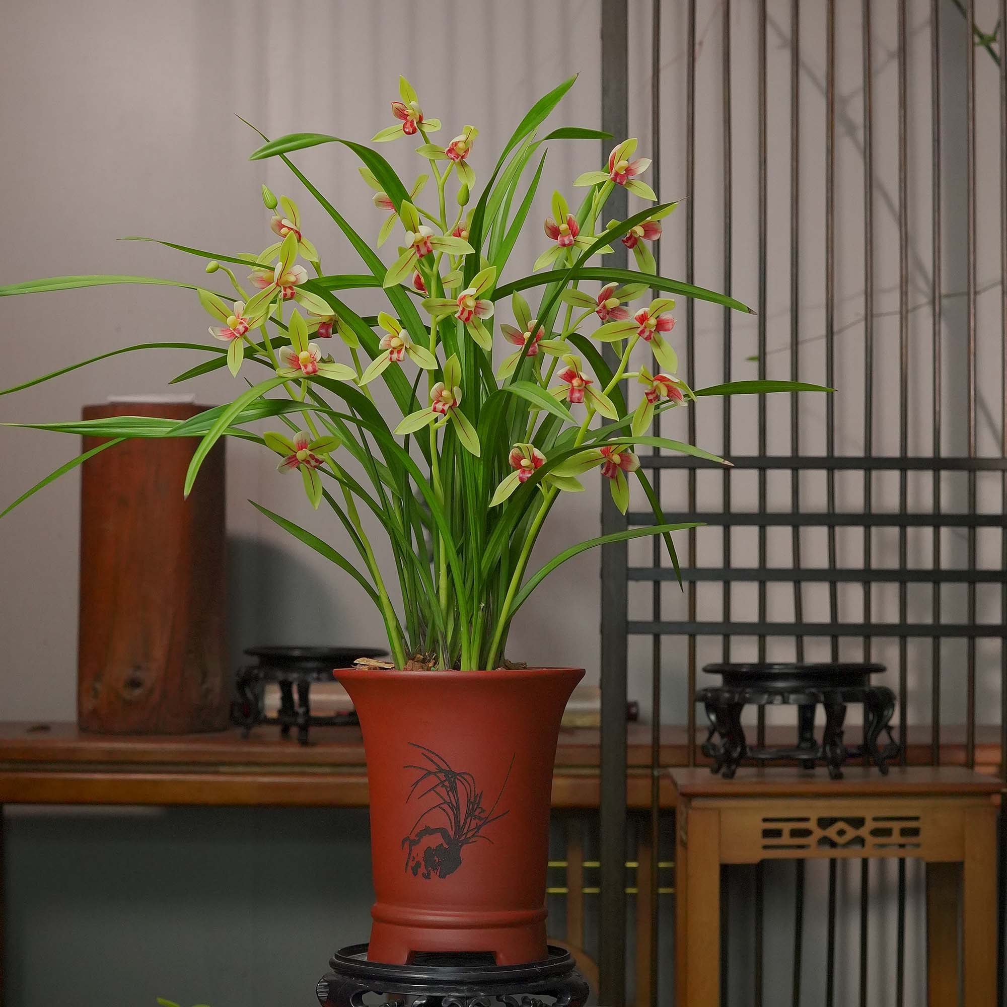 建兰铭品【峨眉贵妃】带5-7花剑故宫红紫砂盆幽香兰花室内好养易活