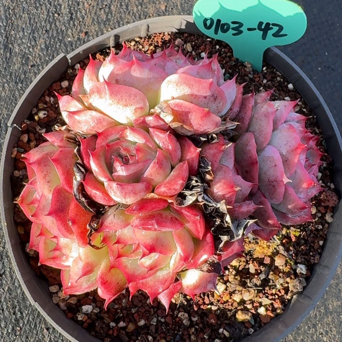 从前慢多肉精选编号0103.42