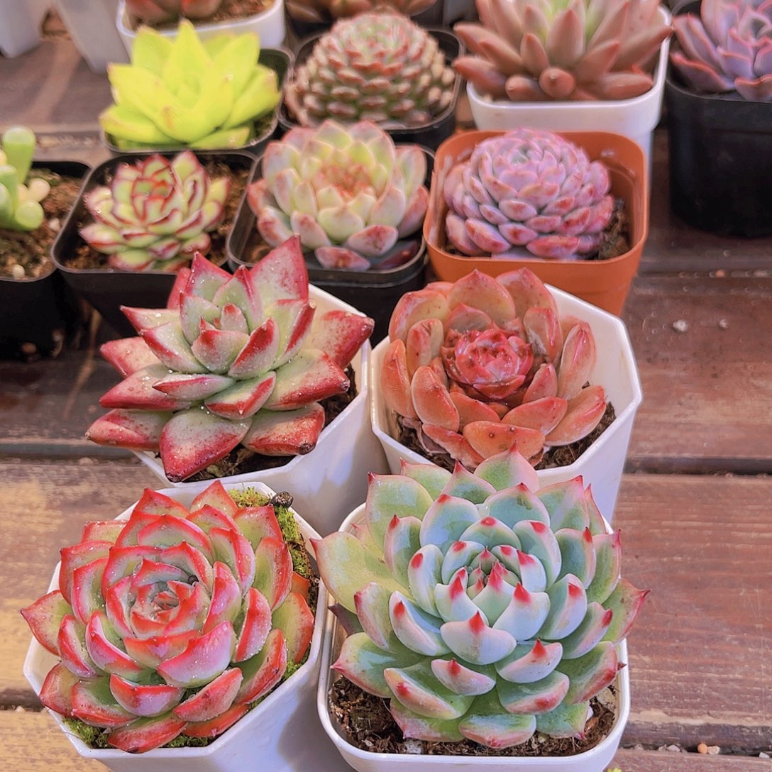 红乌木➕侧影➕吉娃娃➕溏心