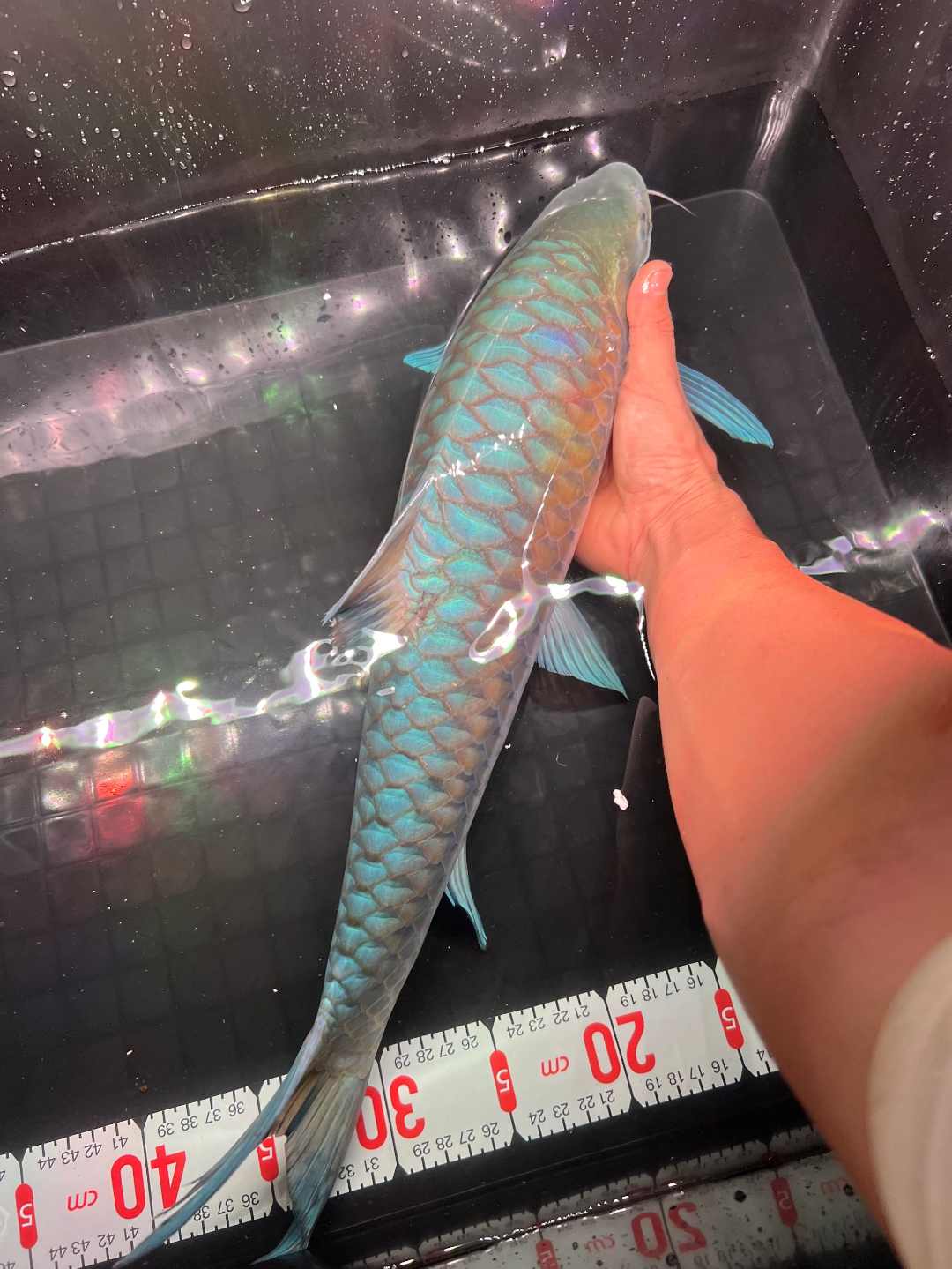 精品蓝吉罗专用链接一物一拍链接