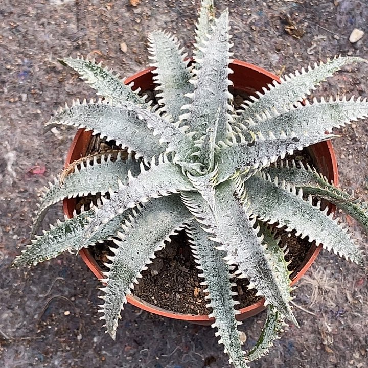 沙漠凤梨仙人球   