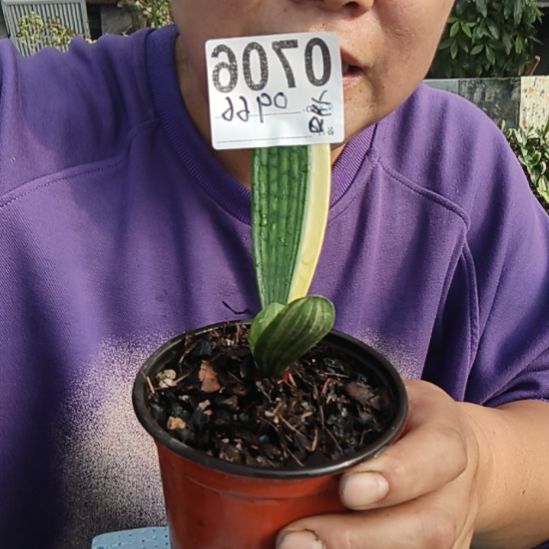 糖****完全开放77777777