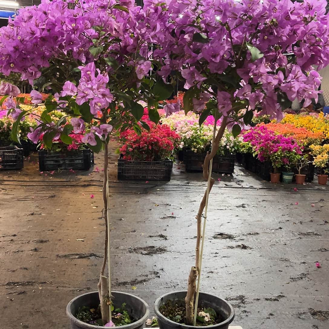 大部分花苞少量开放巴西紫棒棒糖一颗89.9