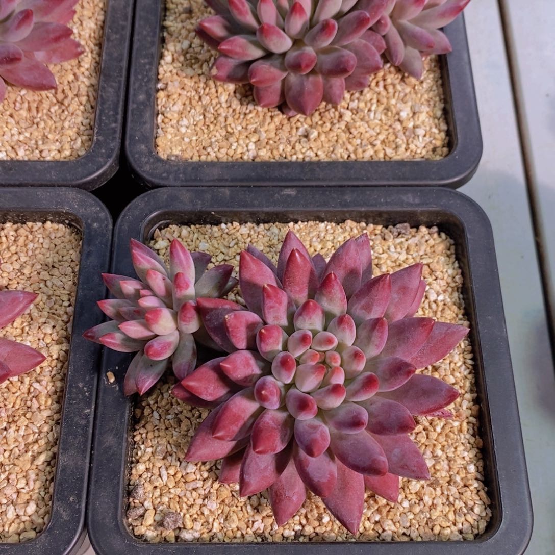 量拍27号 精品母本如烟美人双头一个