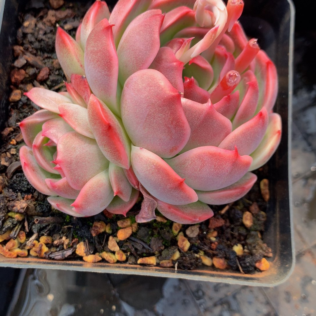 昔*吖杂交两颗1111111