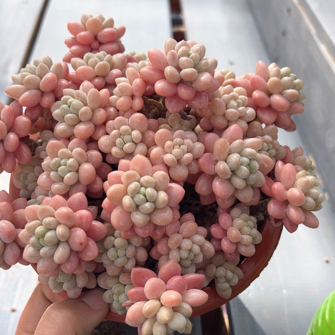 鱼子酱平头多肉植物