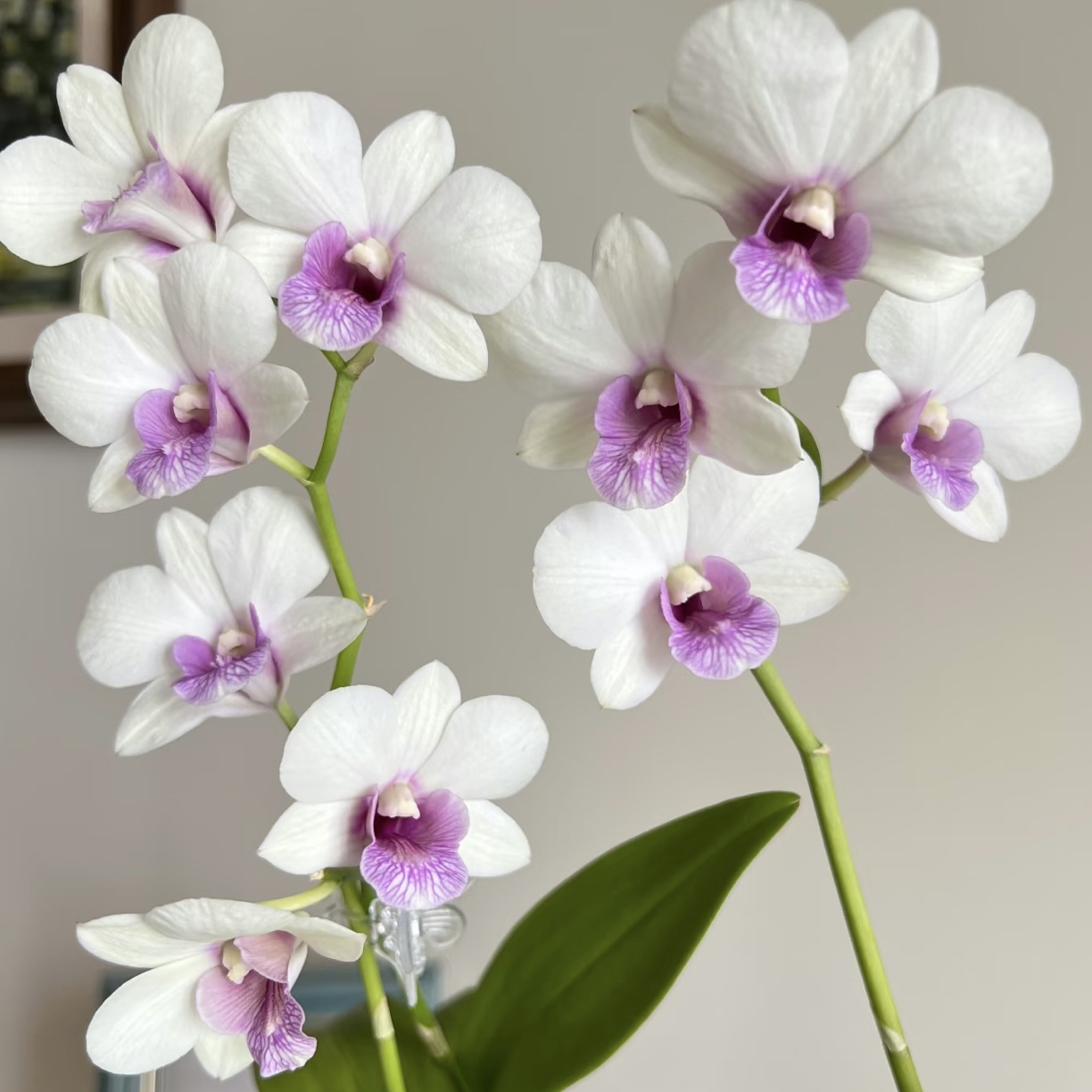 醉芙蓉【秋石斛】白色粉心花爆花耐热好养花期长  云南鲜花绿植