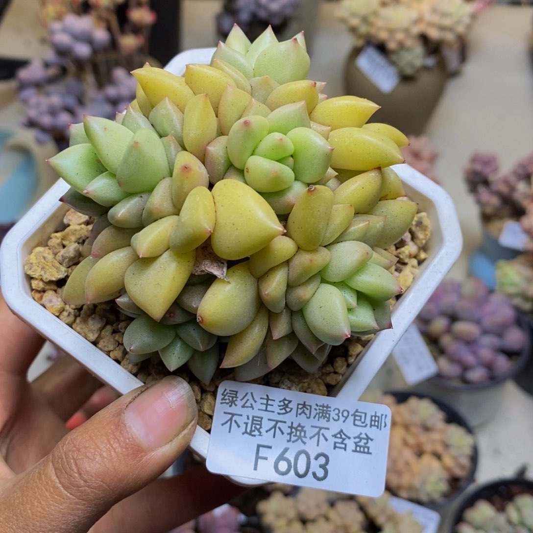 603黄金象牙多肉8c m