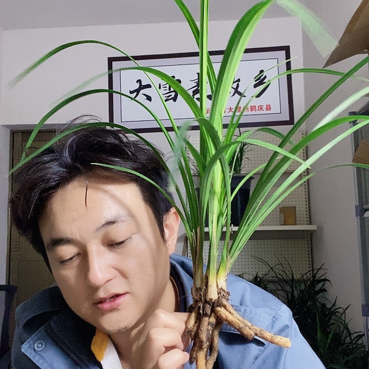 大部分花苞少量开放