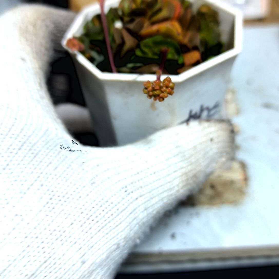 满9元包邮，桃乐丝八角盆