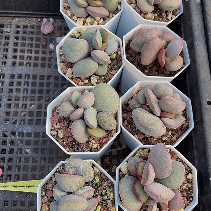 红蛋水泡带盆土发