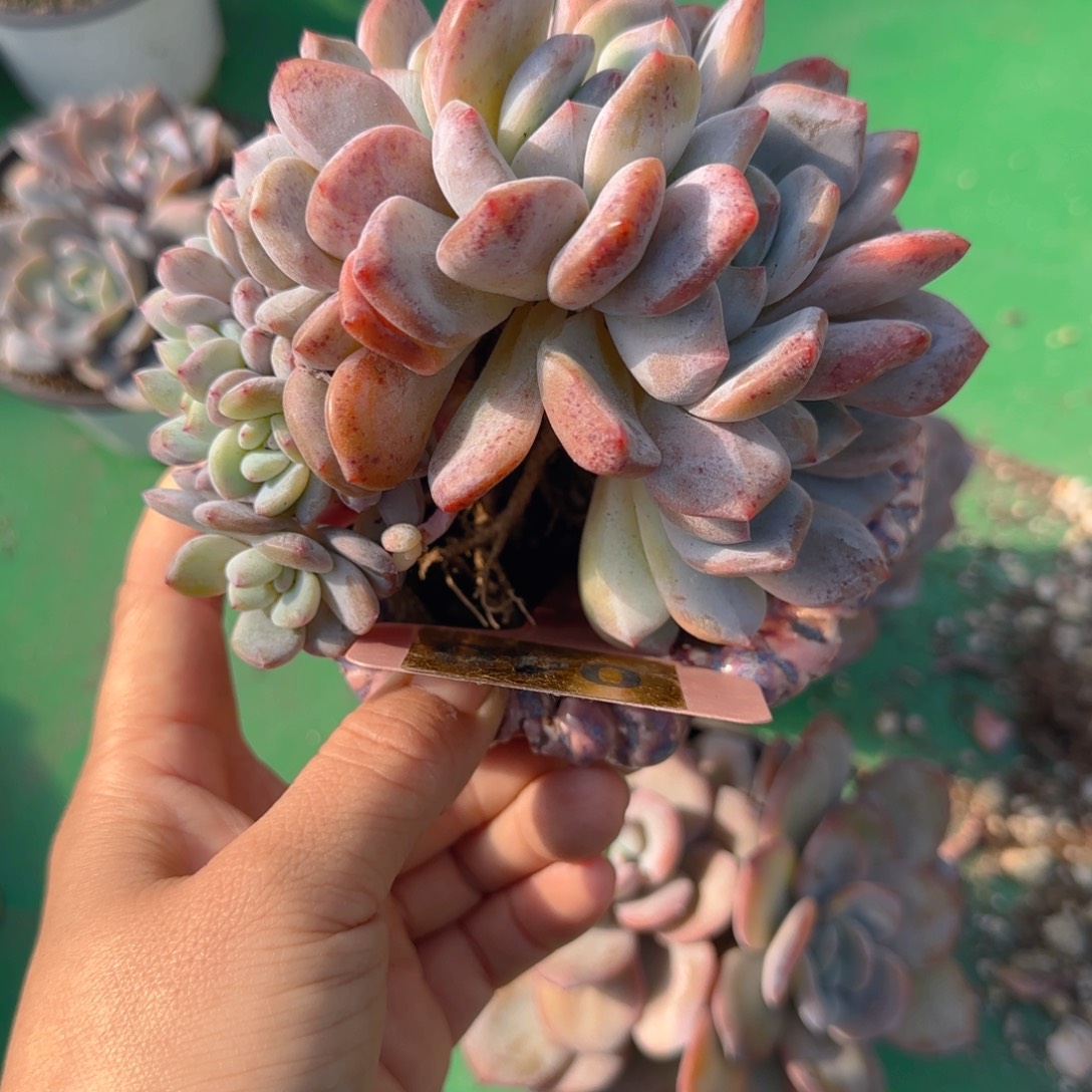 魔***光046石榴紫朵朵缀111