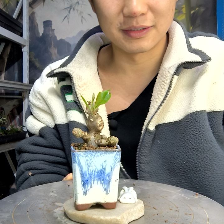 *****中青园艺一物一拍花149