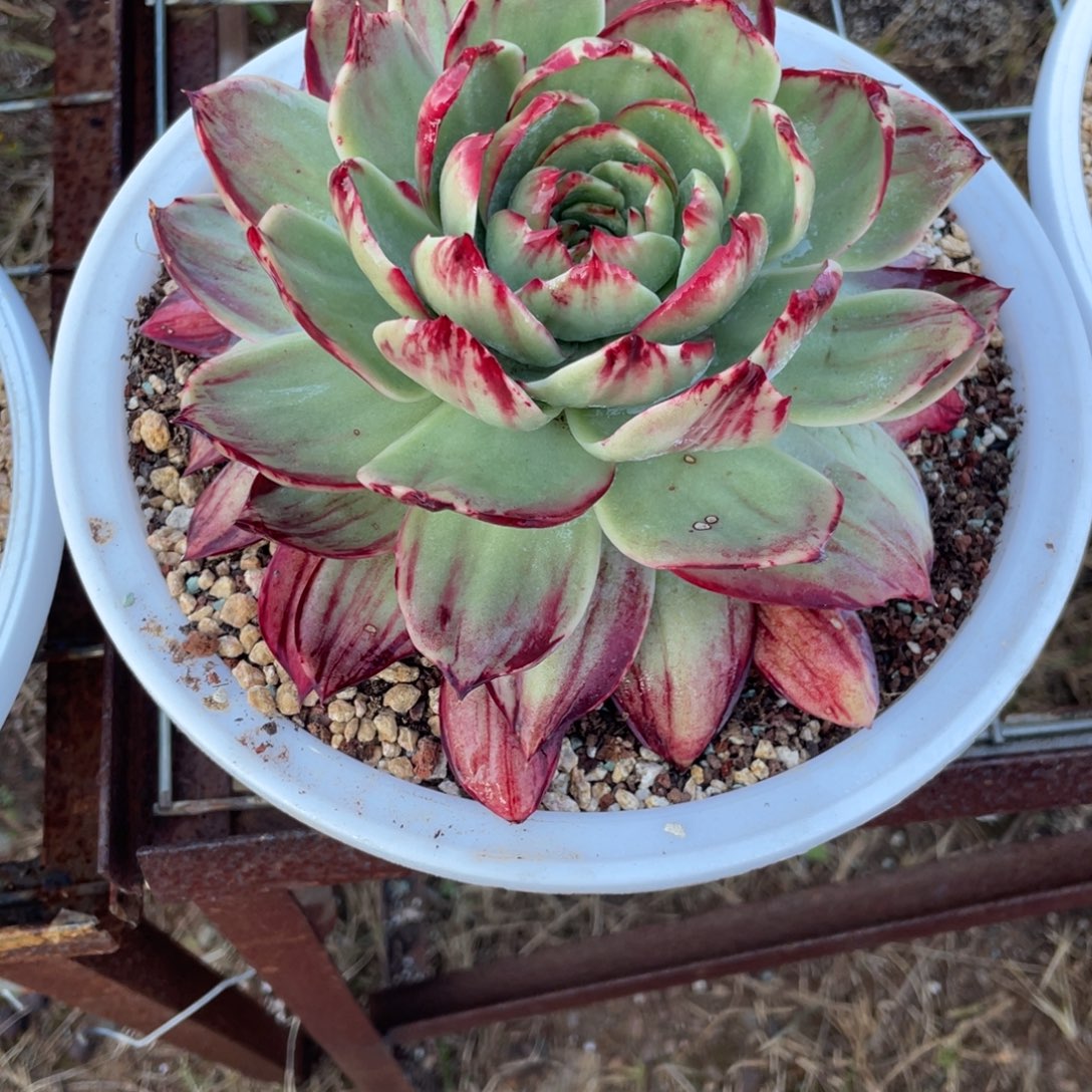 惊鸿仙子冠服20左右