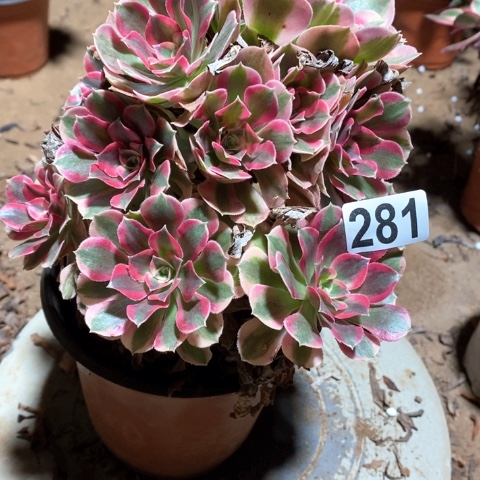 给***暖281初恋法师多肉植物