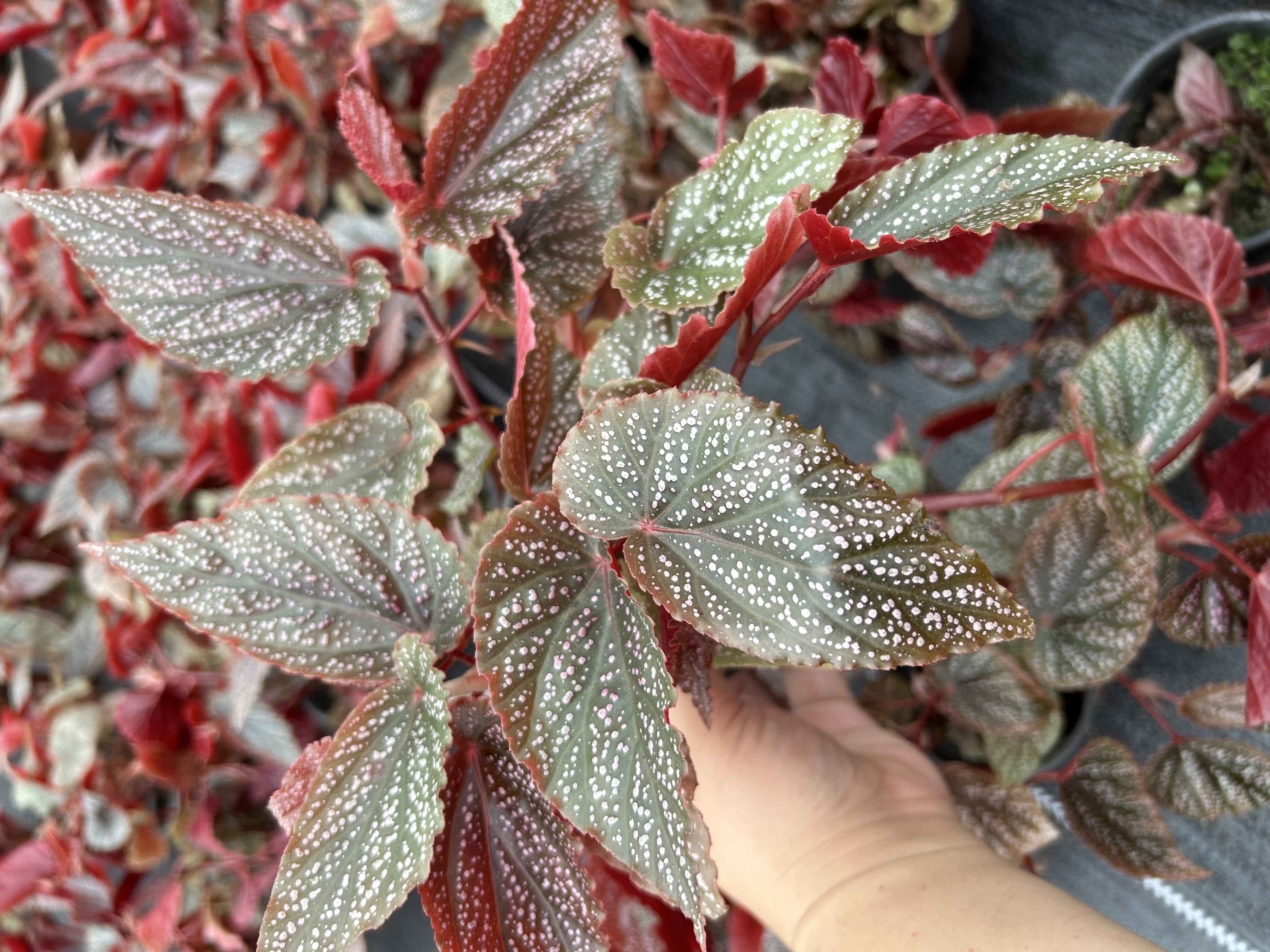 秋海棠盆栽室内彩叶芋海芋观叶水培热植花卉