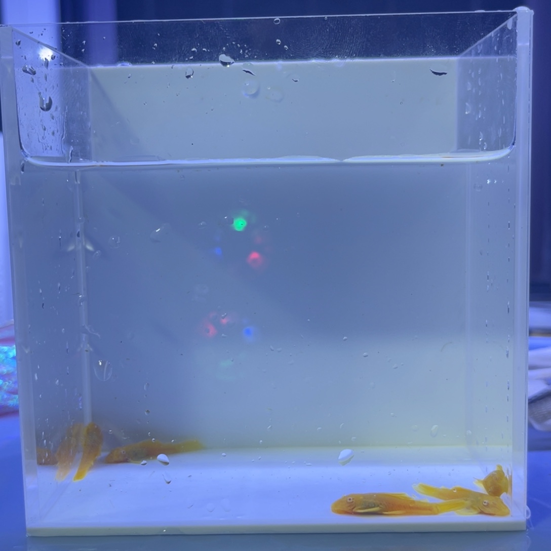 孔雀鱼胡子5条开箱视频报损