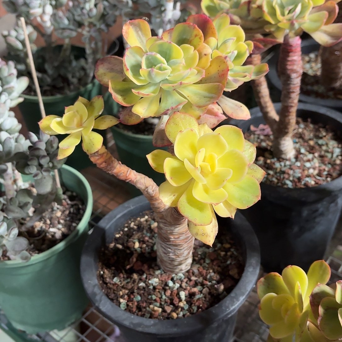 夕阳牡丹锦冠幅18-20㎝左右