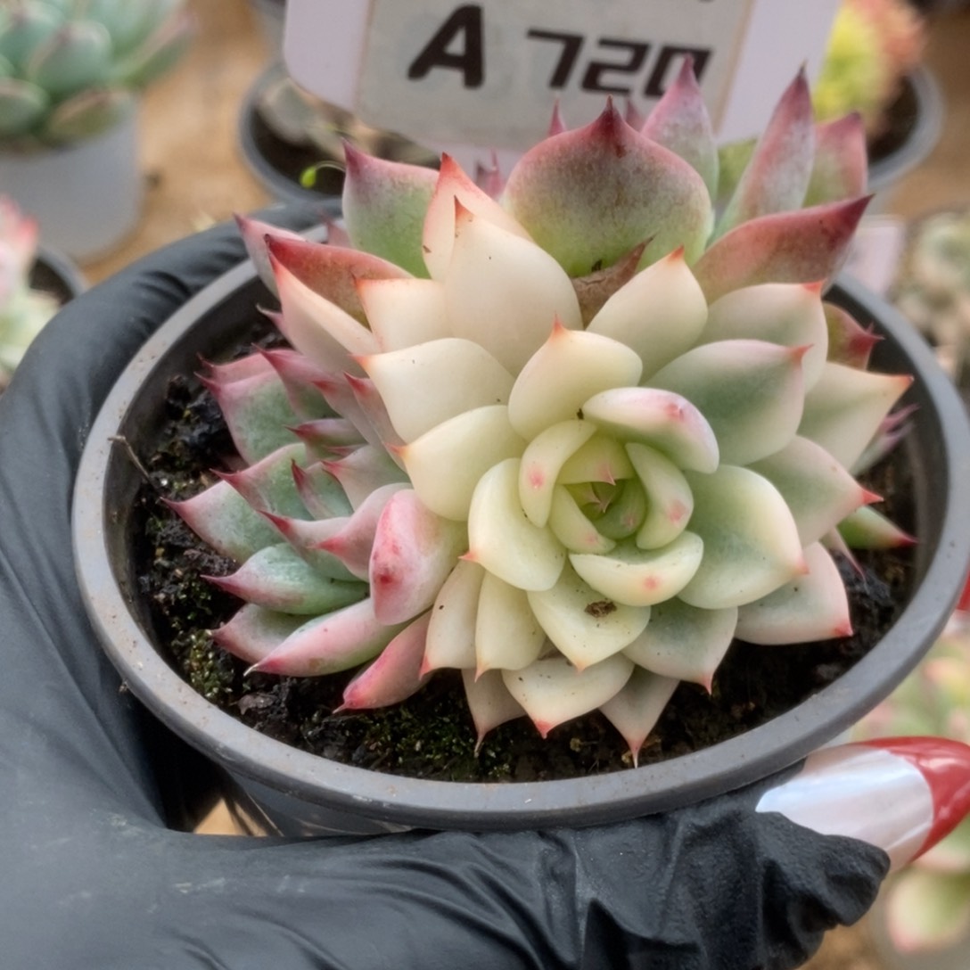 720吉娃娃锦锦锦锦锦锦