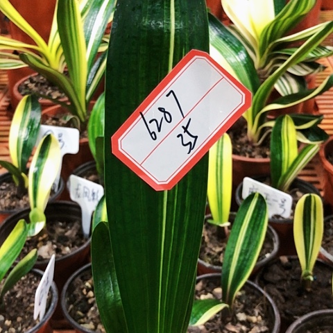 【闪购商品】用****5