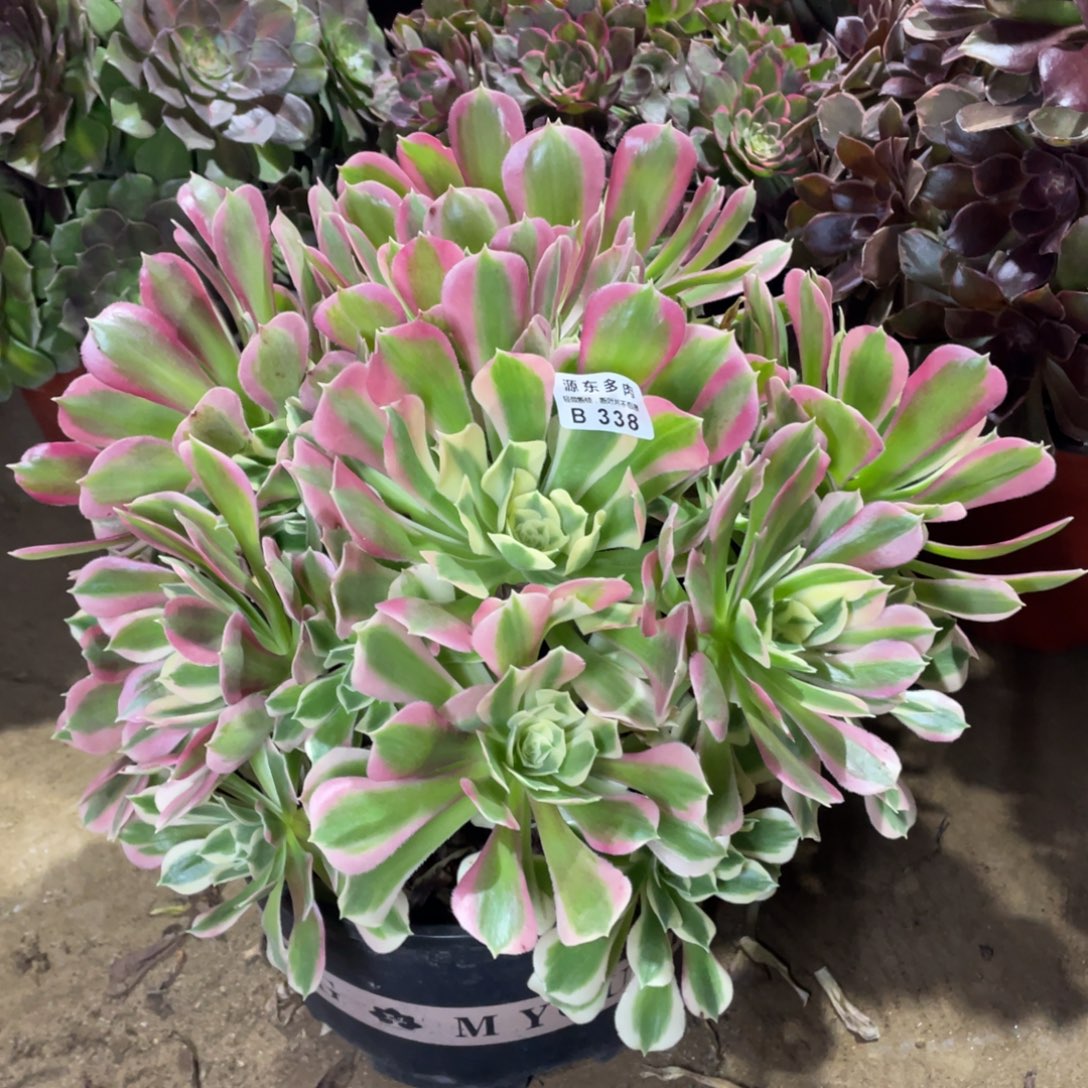 338白凤多肉法师断枝不包