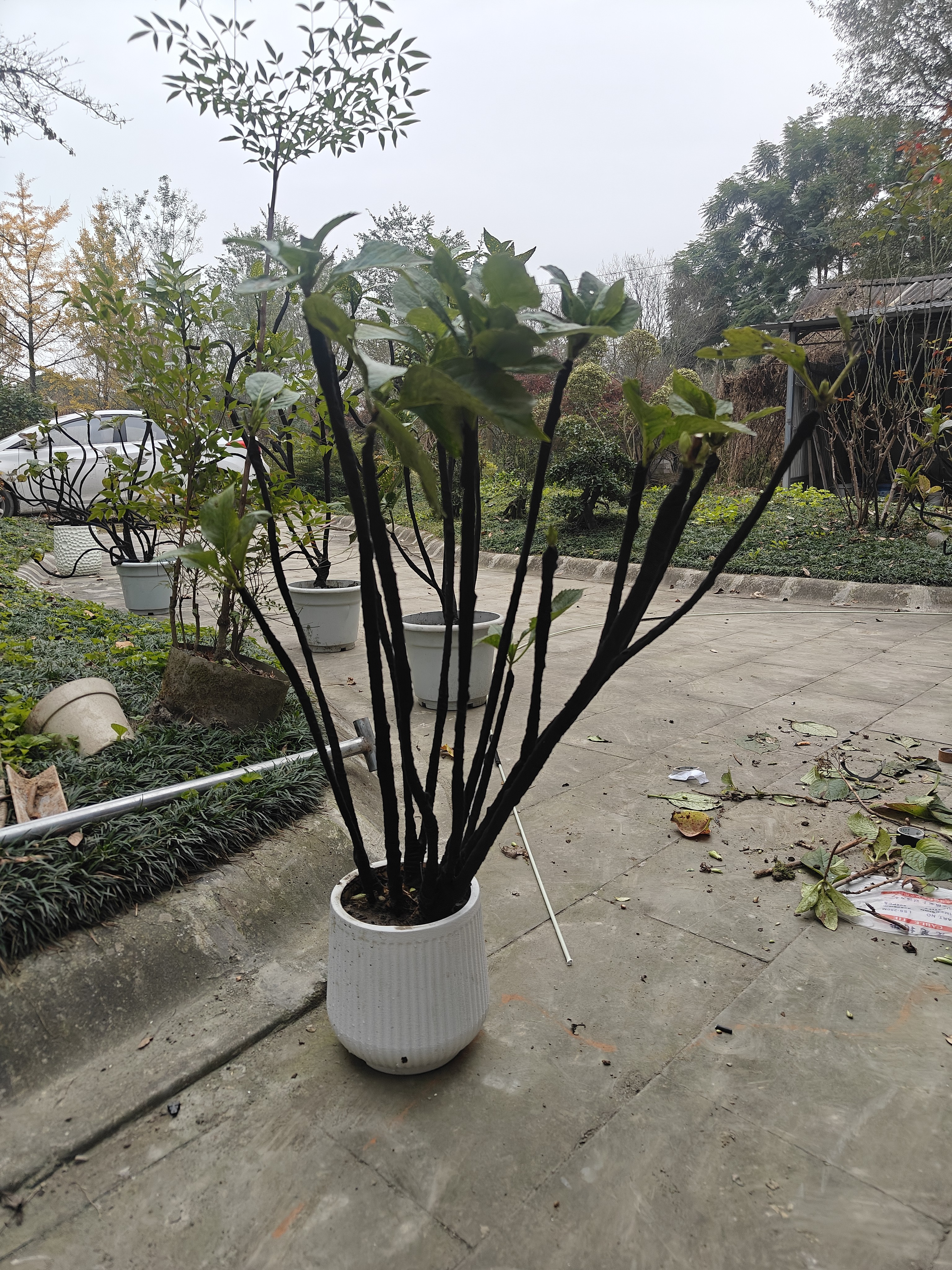 造型无尽夏八仙花客厅阳台屋顶花园别墅花境搭配高端大气种植盆景